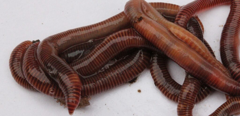 worms, garden, compost, lure, nature, soil, earth, dirt, slimy, crawling, invertebrate, wriggle, squirm, segments, ecology, ground, burrow, mud, worms, worms, compost, compost, compost, compost, compost, squirm, squirm